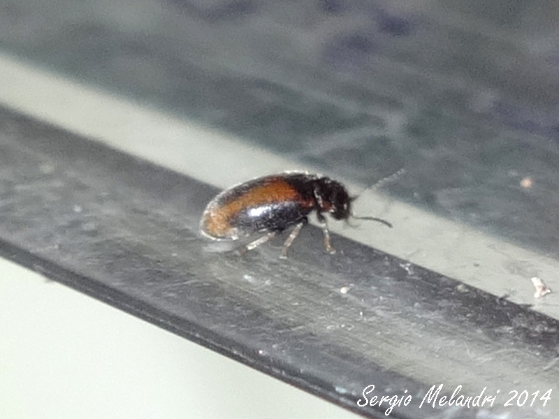 Scirtidae, forse Cyphon sp.